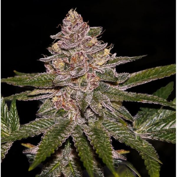 RADICAL JUICE