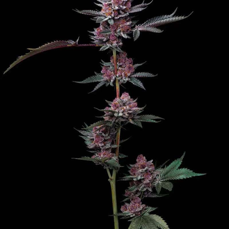 cherrypoppers