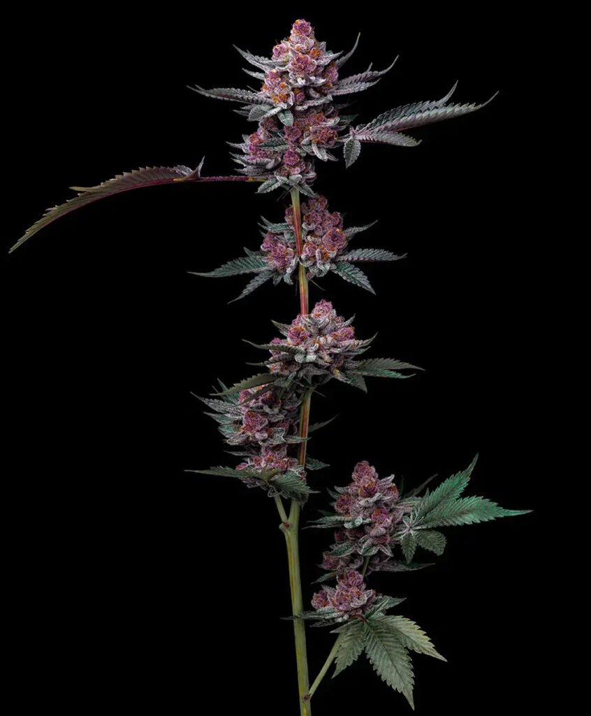 cherrypoppers