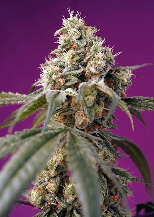 BRUCE_BANNER_AUTO