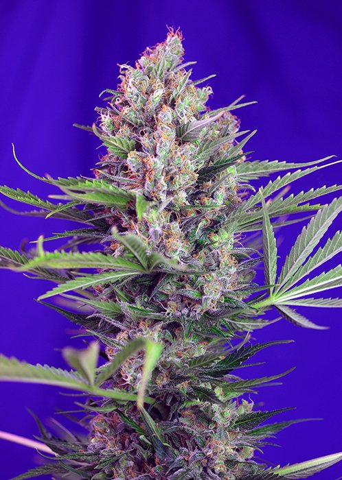 CREAMMANDARINE_F1
