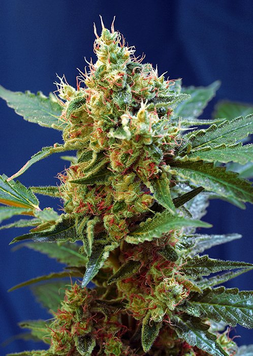 CREAMMANDARINE_XL
