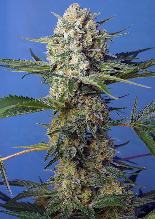 CRYSTAL_CANDY_F1FVR