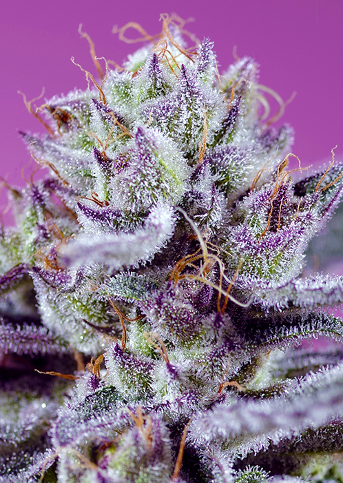 DIABLOS_DELIGHT_XL_AUTO_SWS113