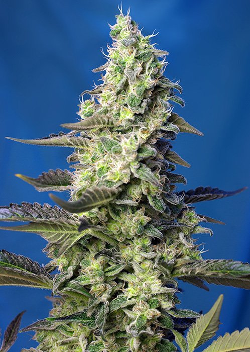 GREEN_POISON_XL_AUTO