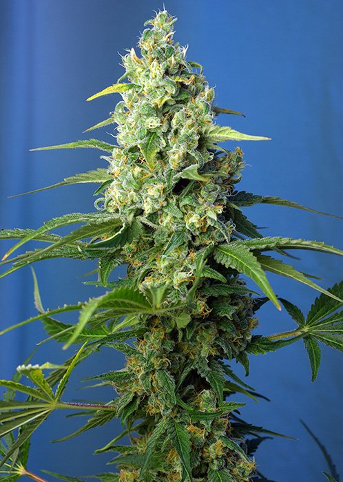 HONEY_PEACH_AUTO_