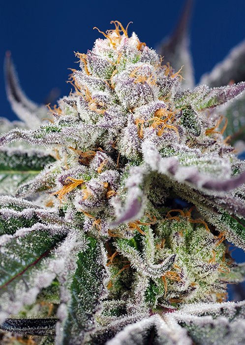 ORANGE_APRICOT_GLUE