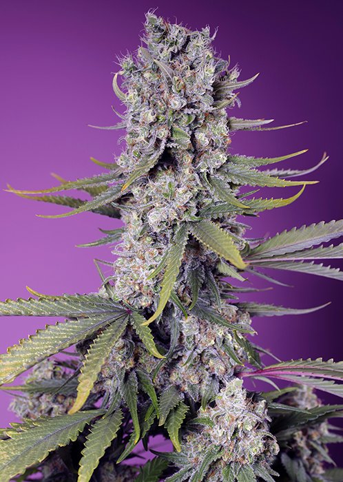 PAPAYA_ZOAP_F1_FAST_VERSION