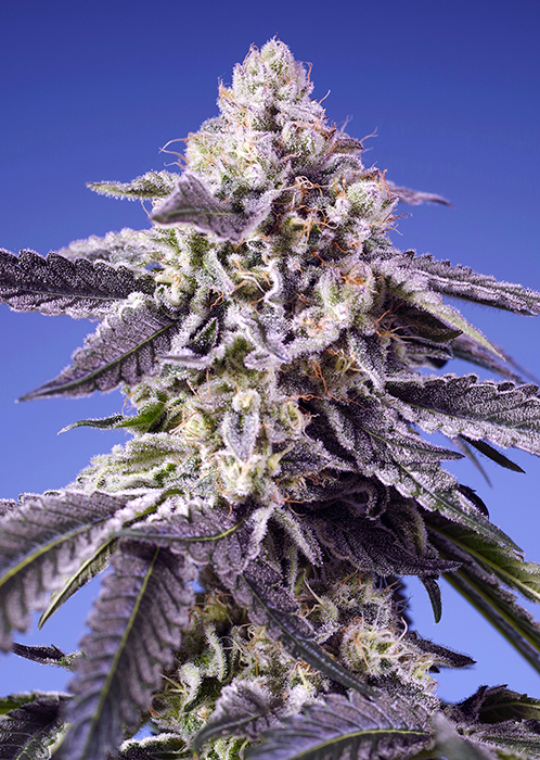 PERMANENT_JEALOUSY_XL_AUTO_SWS115