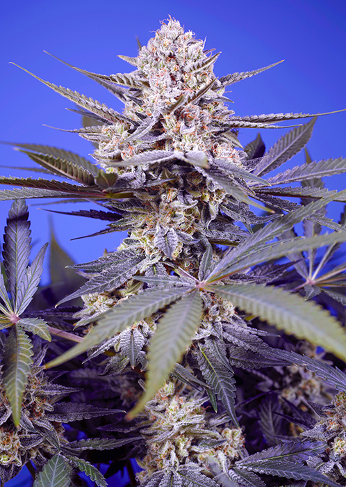 PINEAPPLE_SLUSH_XL_AUTO_SWS114