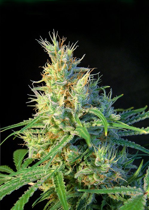 PSICODELICIA(R)