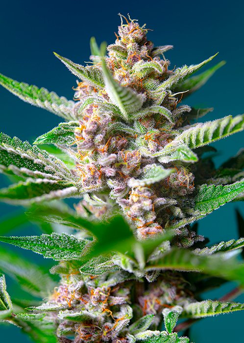 PURPLE_PUNCH_OG