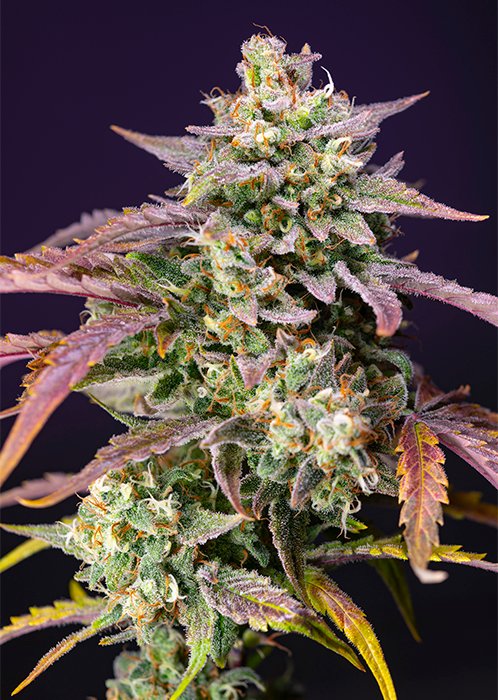 PURPLE_PUNCH_OG_XL