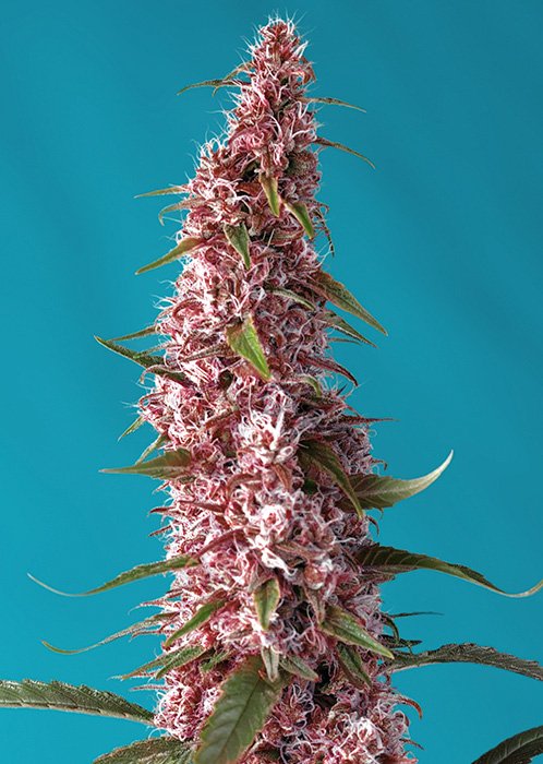 RED_PURE_AUTO_CBD(R)_SWS81