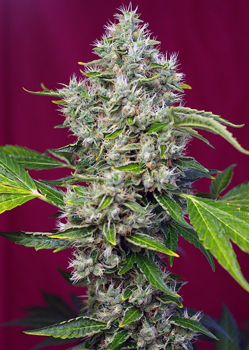 SAN_FERNANDO_LEMON
