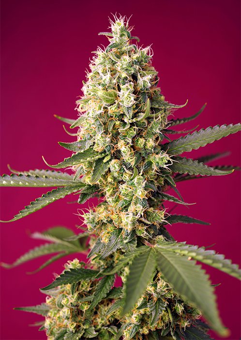 SKYWALKER_OG_RUNTZ