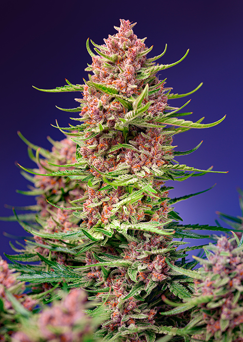 STRAWBERRY_COLA_SHERBET_F1_FAST_VERSION_SWS106