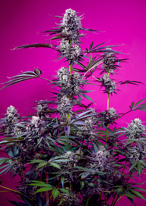 STUDIO_54_STARDUST_AUTO_SWS116