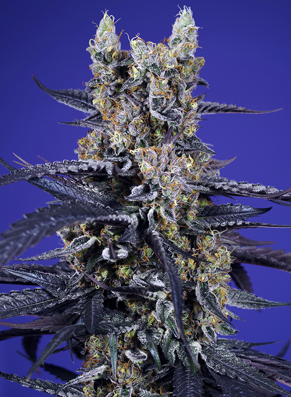 SUPER_BOOF_XL_AUTO_SWS119_587x800