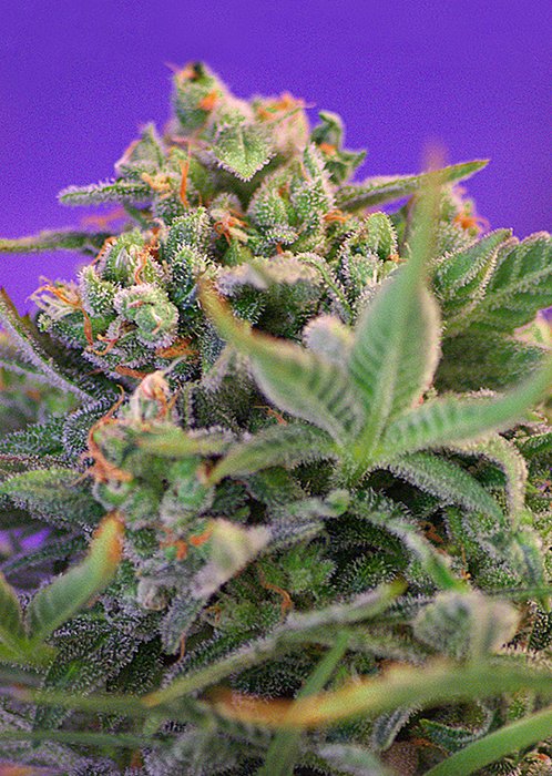 SWEETCHEESE_F1FV