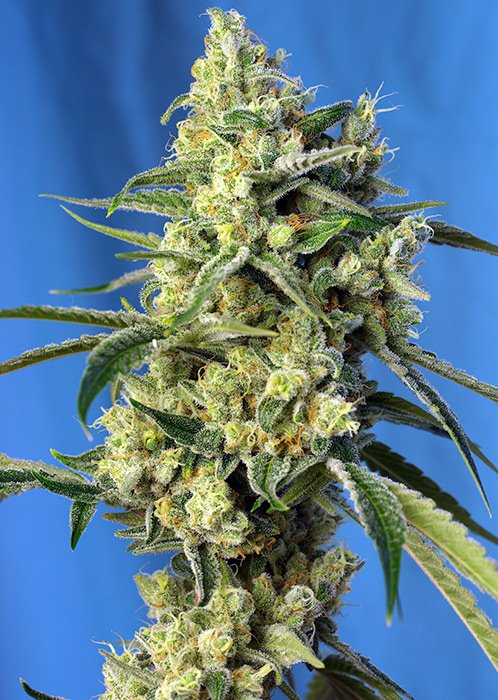 SWEET_AMNESIA_HAZE