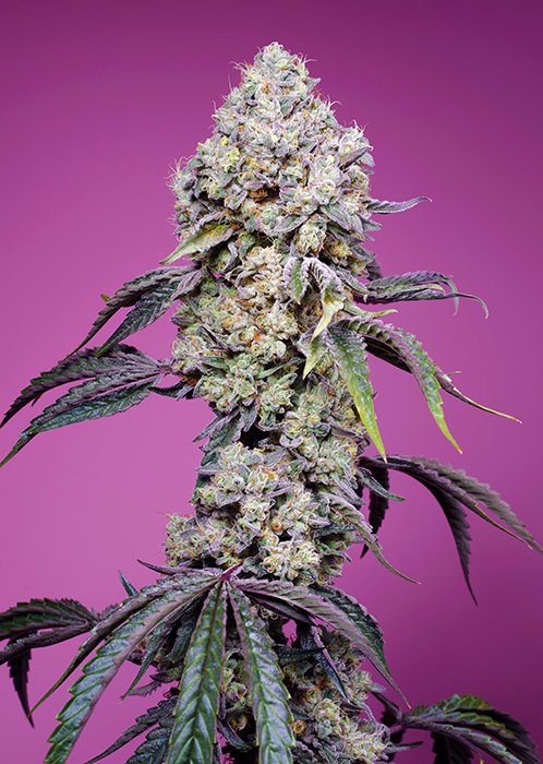 SWEET_MANDARINE_ZKITTLEZ_F1_FAST