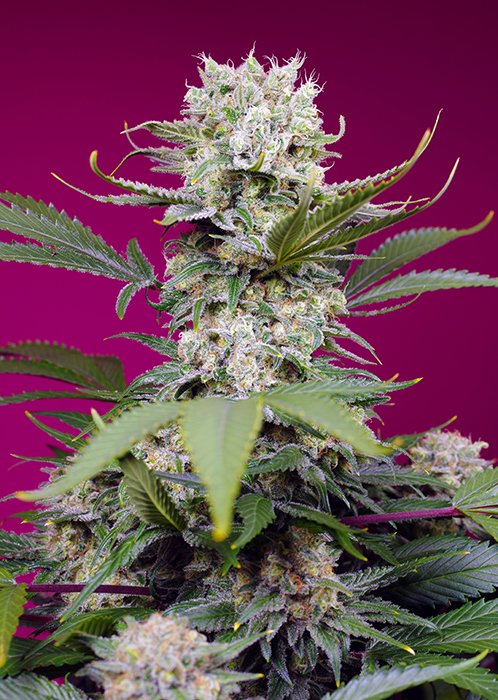 SWEET_MANDARINE_ZKITTLEZ_XL_AUTO_SWS102