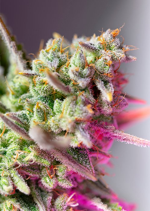 SWEET_MIMOSA_XL_AUTO_SWS94_498X700