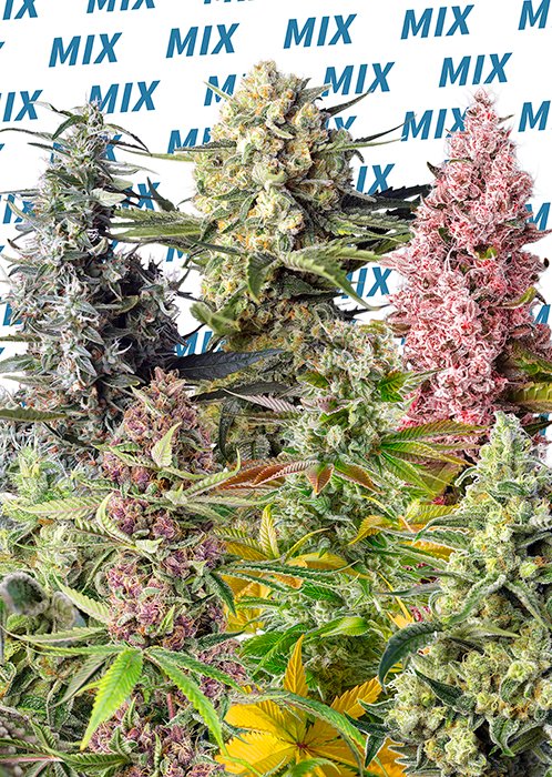 SWEET_MIX_FOTODEPENDIENTES