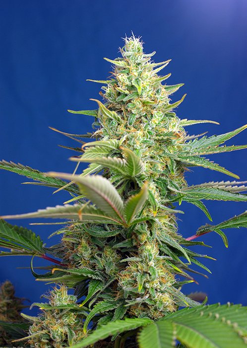 SWEET_PURE_AUTO_