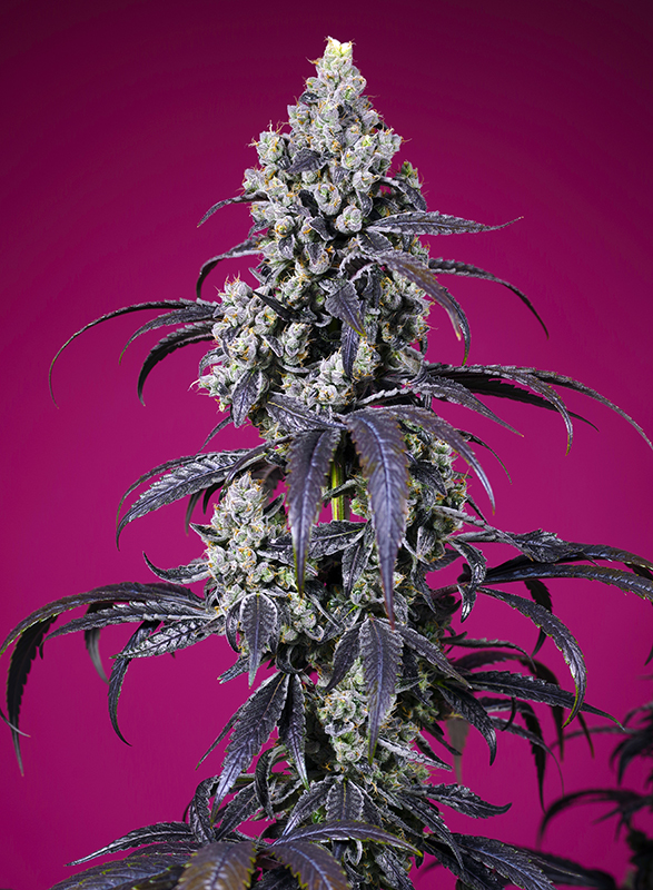 TROPICANNA_CHERRY_XL_AUTO_SWS122_587x800