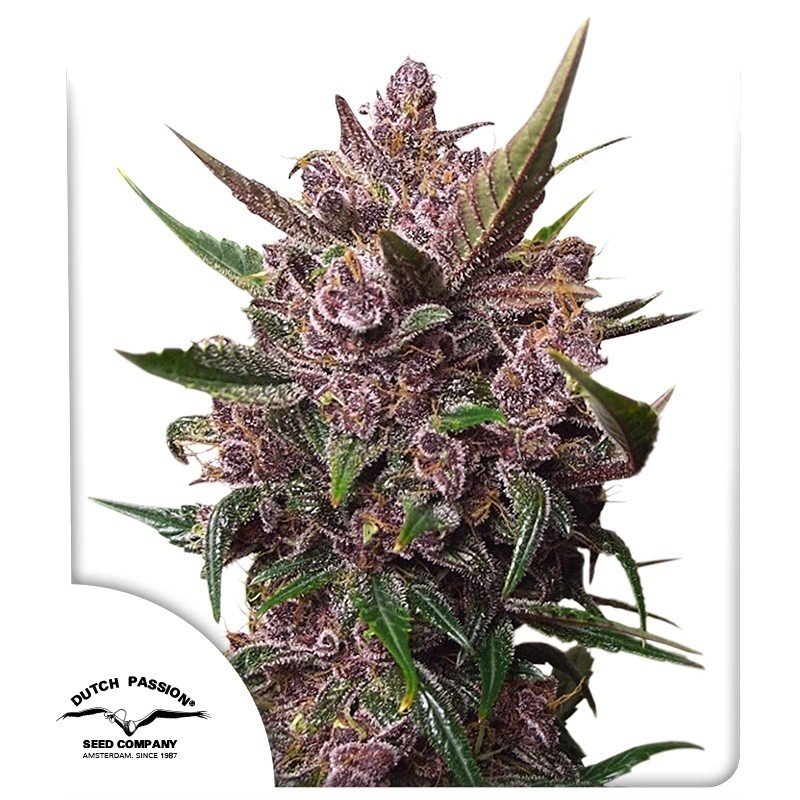 auto-blackberry-kush