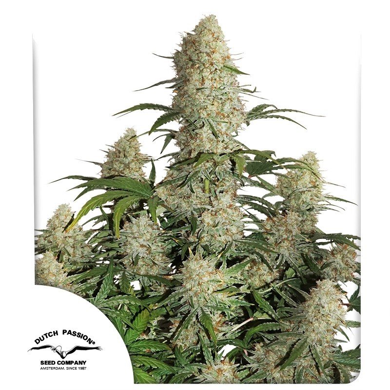 auto-critical-orange-punch1