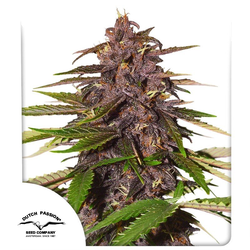 auto-forbidden-cherry1