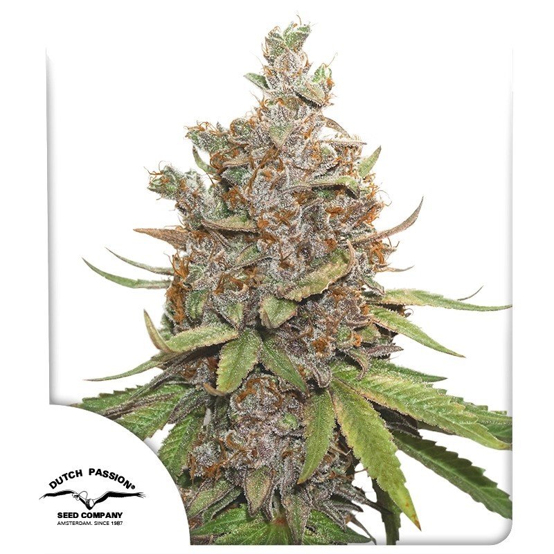 auto-glueberry-og1