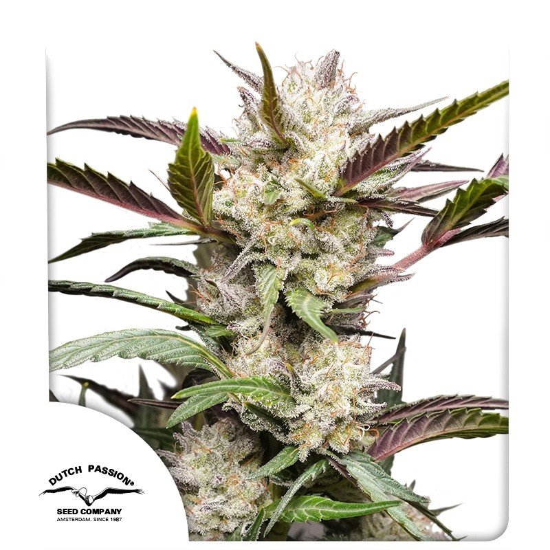 auto-mimosa-punch1