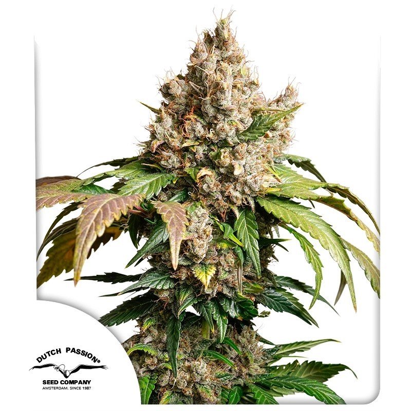 auto-red-tropicana-cookies1