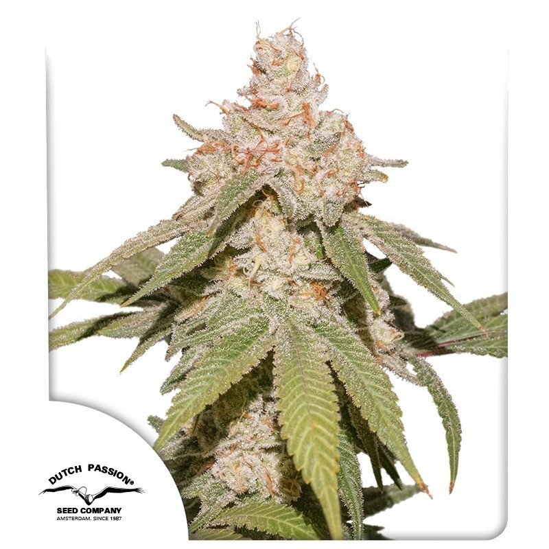 auto-sfv-og1