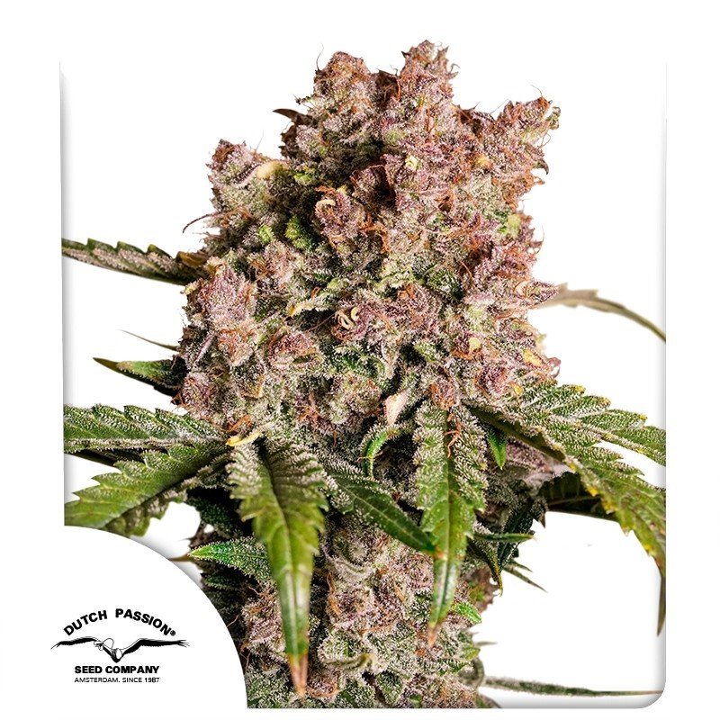 auto-strawberry-soda1