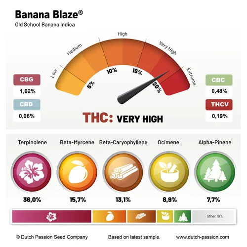 Banana Blaze® - Imagen 3