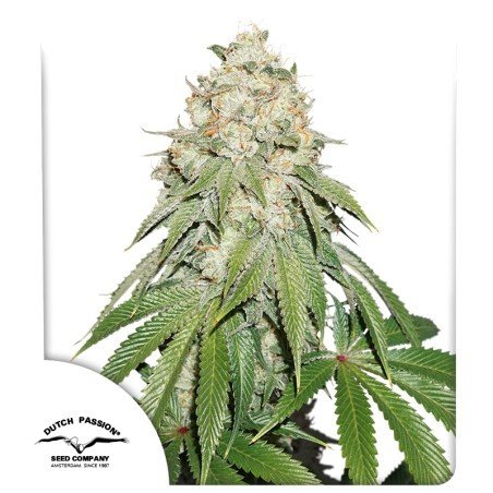 banana-blaze1