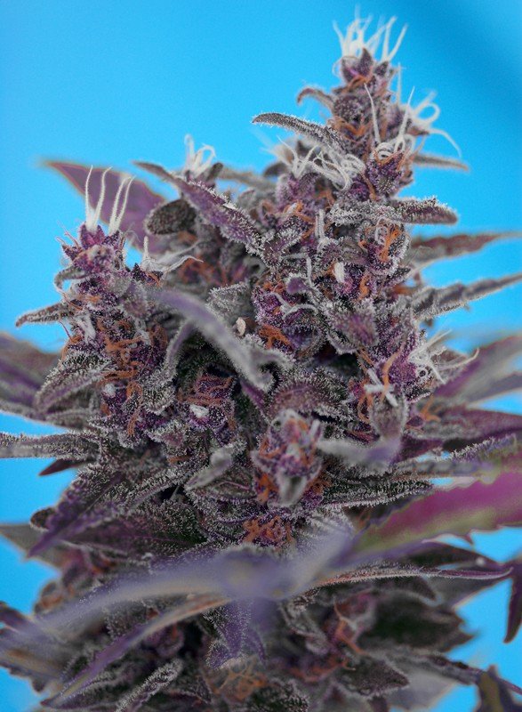 black-cream-auto