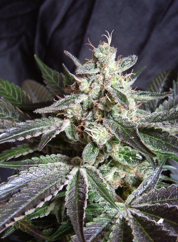 black-jack