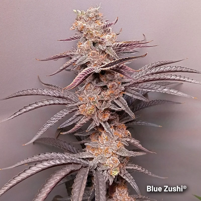blue-zushi