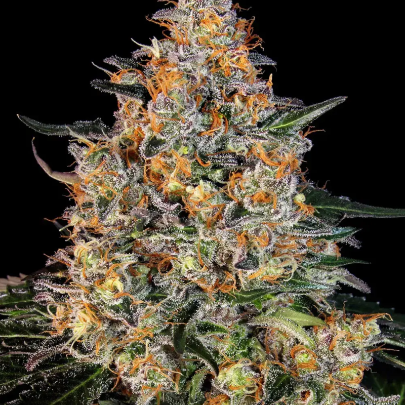 __bubba-kush