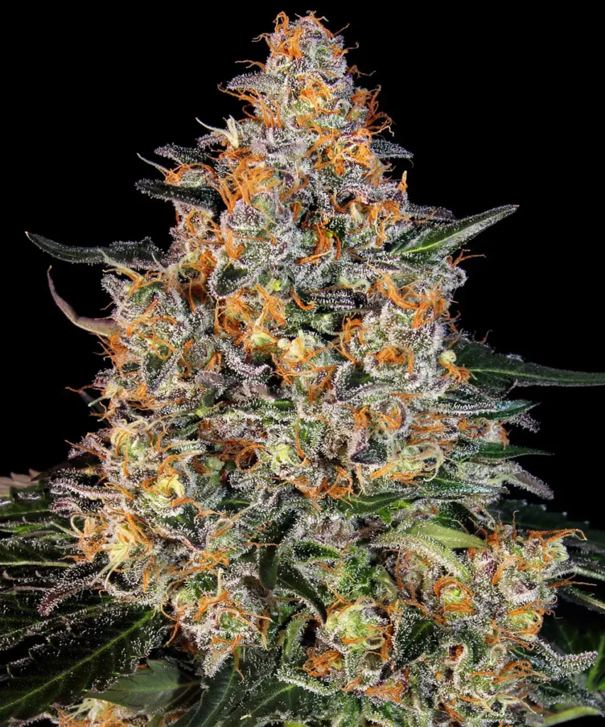 __bubba-kush