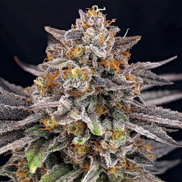 candygaz-