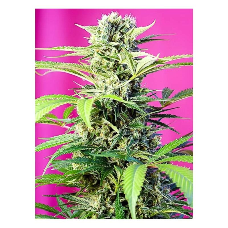 Chem Beyond Diesel CBD®
