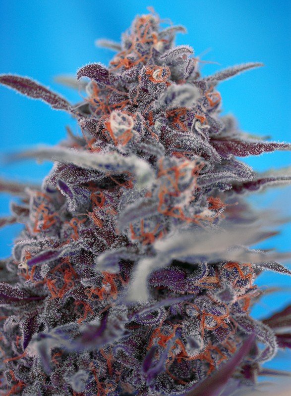 devil-cream-auto