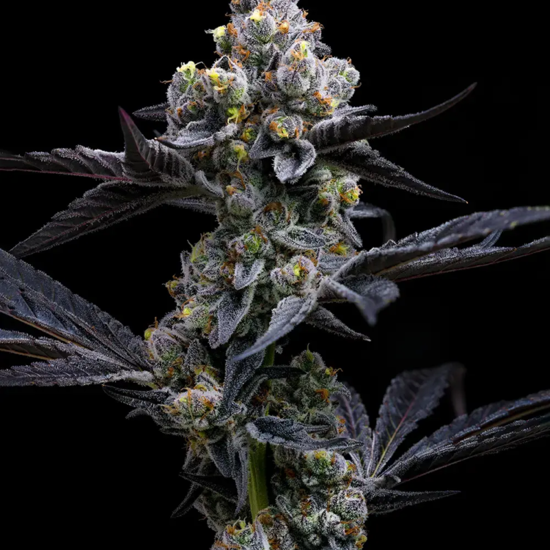 __garlic-cookies_circle_
